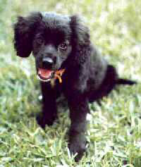 Chelsea as a puppy